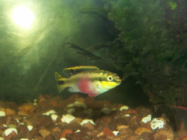 Kribensis, gourami 009.jpg Kribensis, gourami 009.jpg