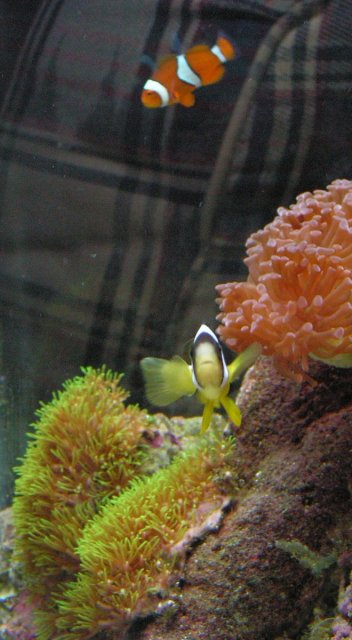 nemo, clarki, star and polyp.jpg