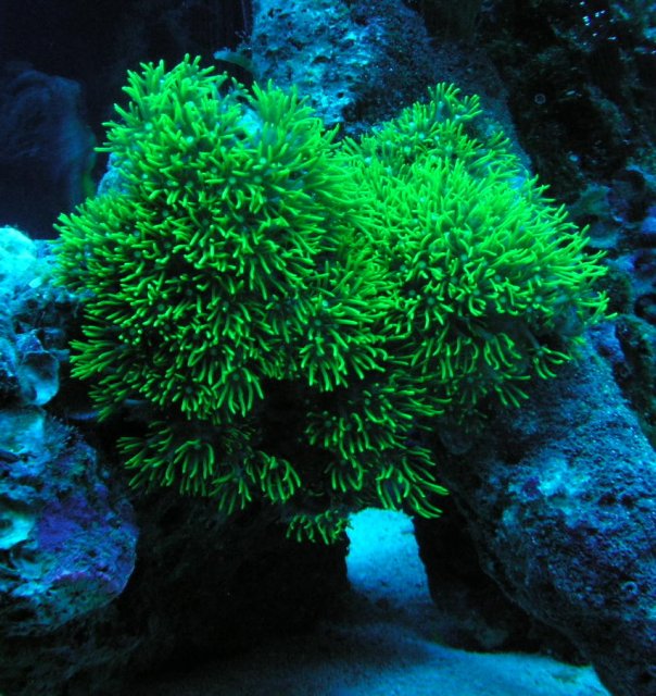 star polup.jpg