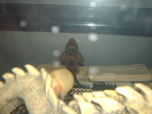 fishh 012.JPG