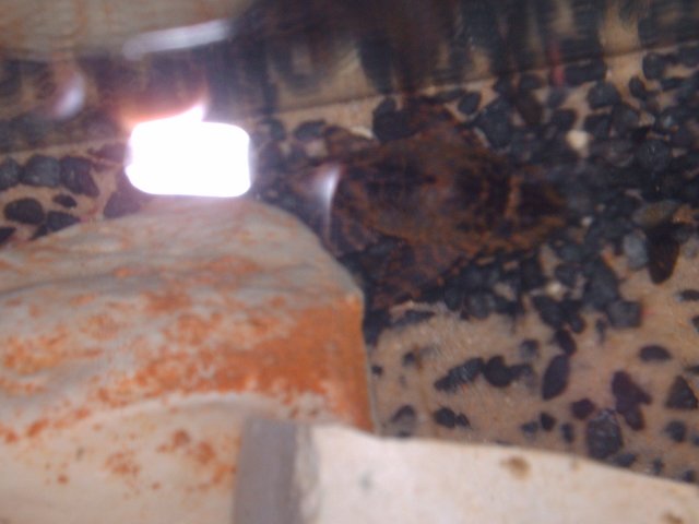 fishh 013.JPG