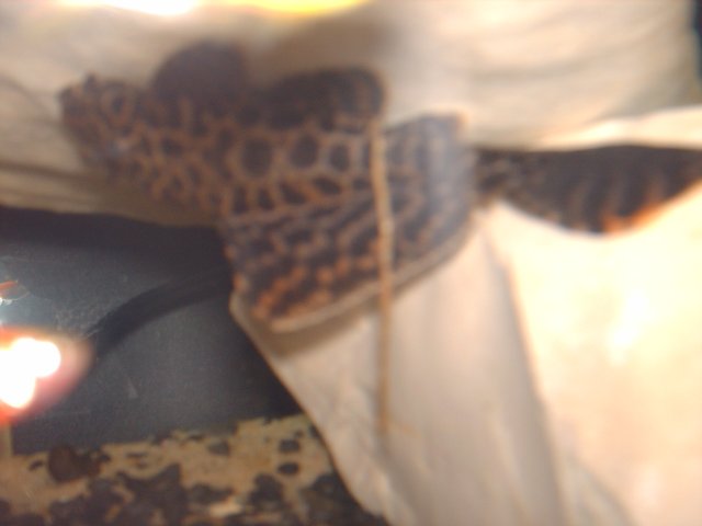 fishh 009.JPG