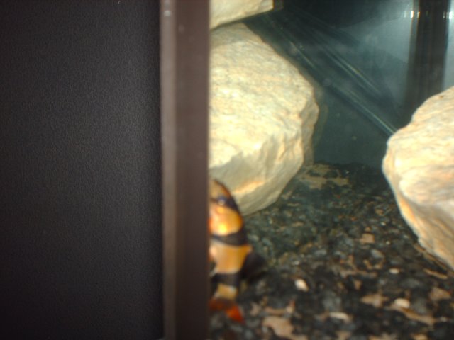 fishh 015.JPG