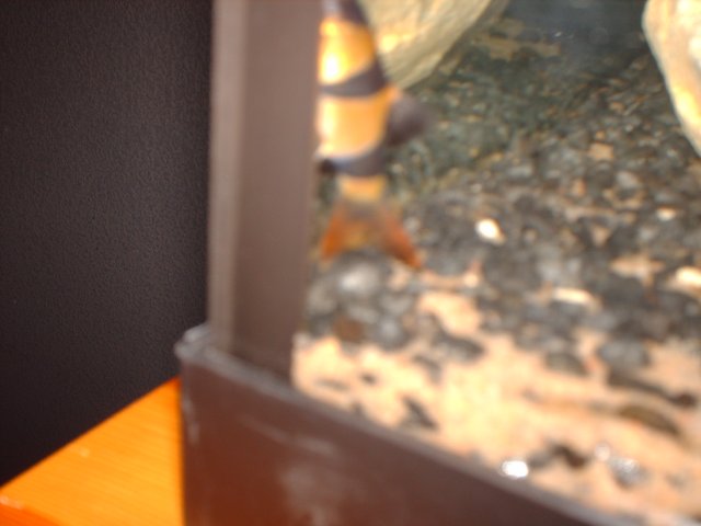 fishh 014.JPG