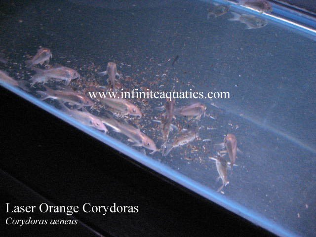 Corydoras Laser Orange.jpg Corydoras Laser Orange.jpg