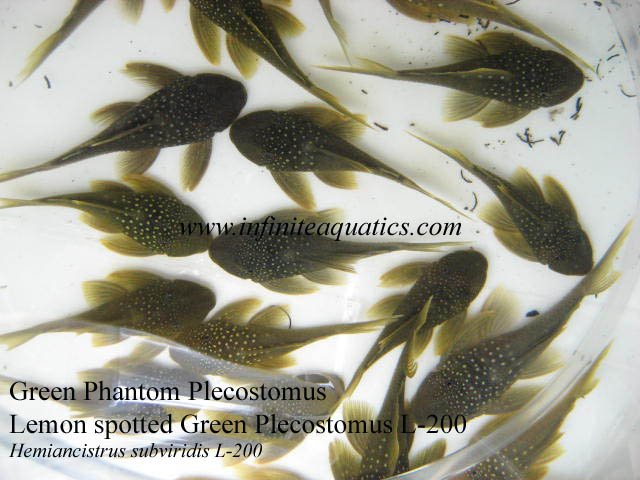 Green Phantom L200.jpg Green Phantom L200.jpg