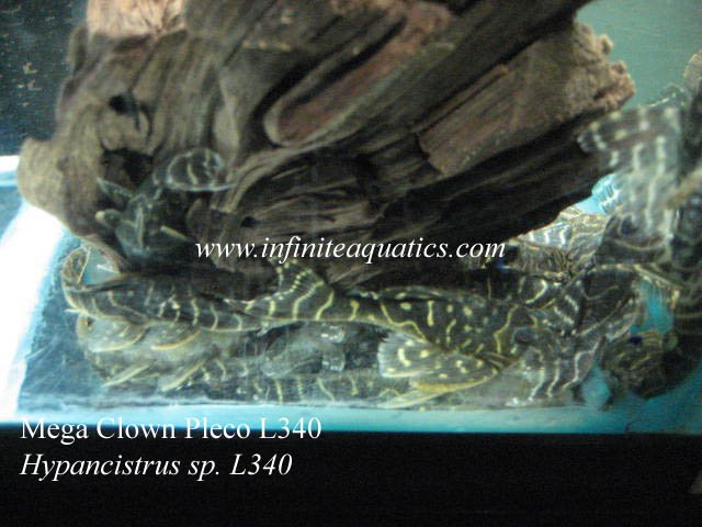 Pleco Mega Clown L340.jpg Pleco Mega Clown L340.jpg