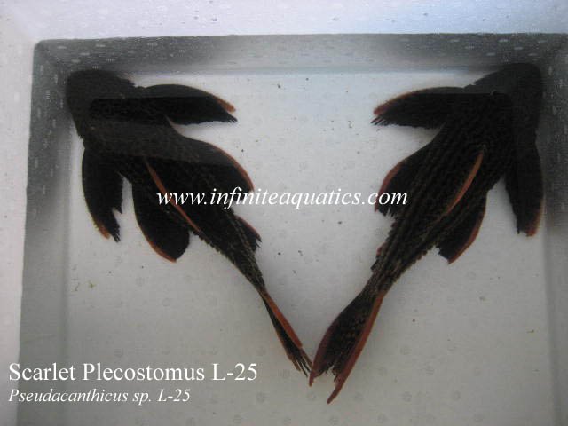 Scarlet Pleco Large L25.jpg Scarlet Pleco Large L25.jpg