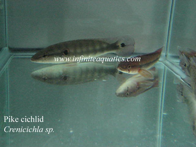 Crenincichla sp 2.jpg Crenincichla sp 2.jpg