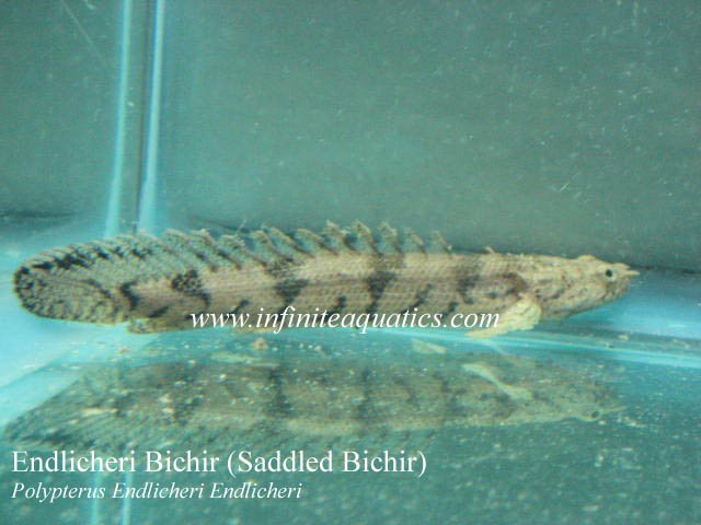 Polypterus Endlicheri.jpg Polypterus Endlicheri.jpg