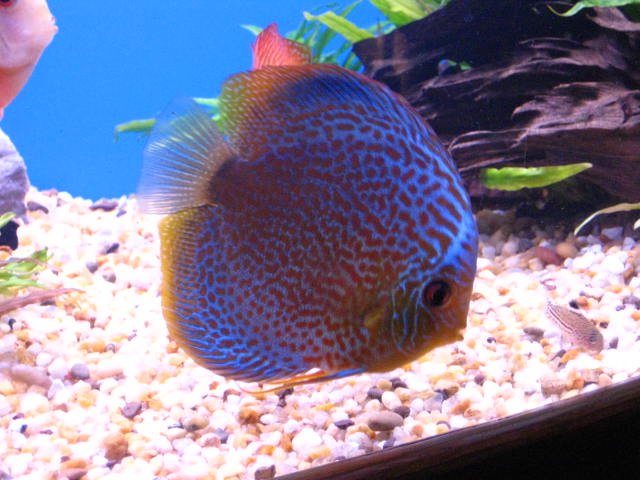 IMG_1485.jpg