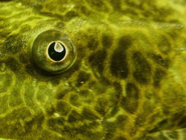 pleco_eye.jpg