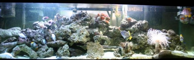 full_tank1.JPG