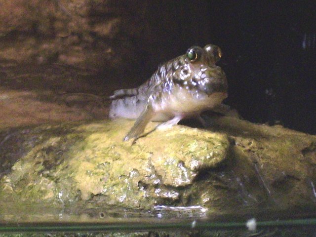 african_mudskipper2.jpg