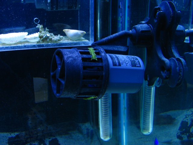 55 gallon reeftank 069.jpg