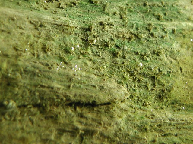 PIC00049.JPG