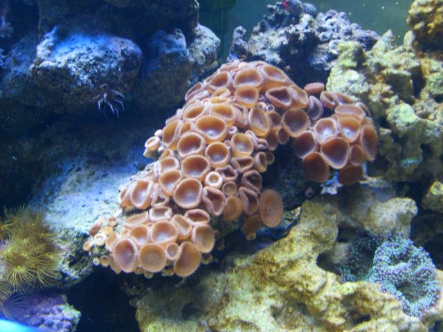 button polyps.jpg