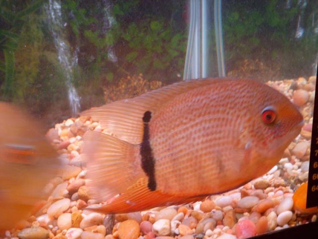 Baby Fin 1.JPG Baby Fin 1.JPG