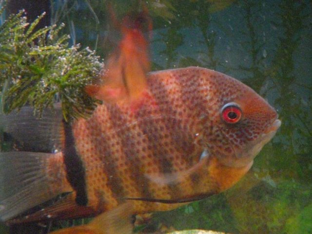 Baby Fin 2.JPG Baby Fin 2.JPG