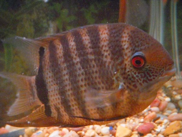 Baby Fin 3.JPG Baby Fin 3.JPG