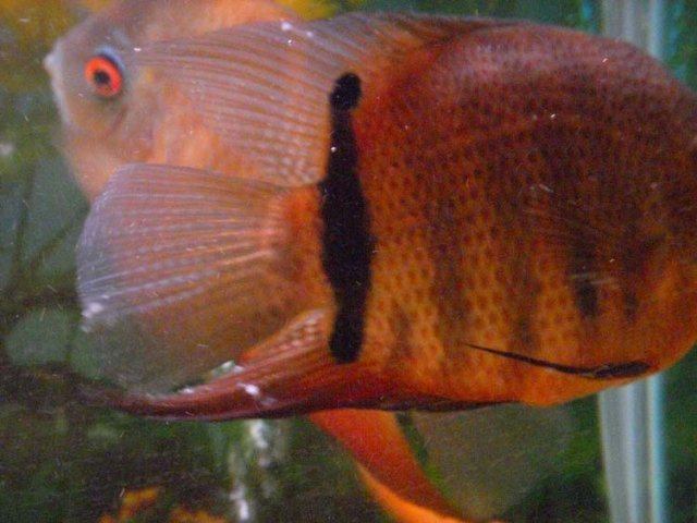 Baby Fin 4.JPG Baby Fin 4.JPG