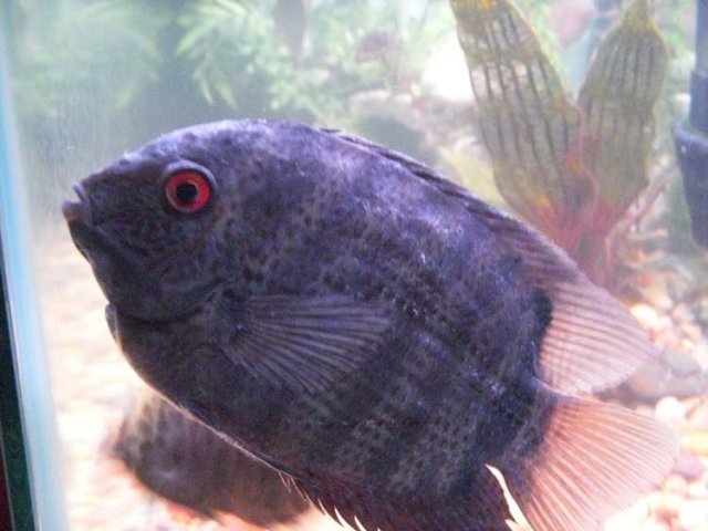 Baby Fin.jpg Baby Fin.jpg