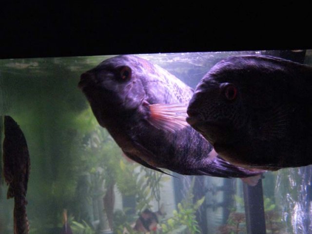 Fin & Baby Fin.jpg Fin & Baby Fin.jpg