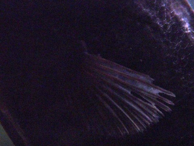 Fins fin.jpg Fins fin.jpg