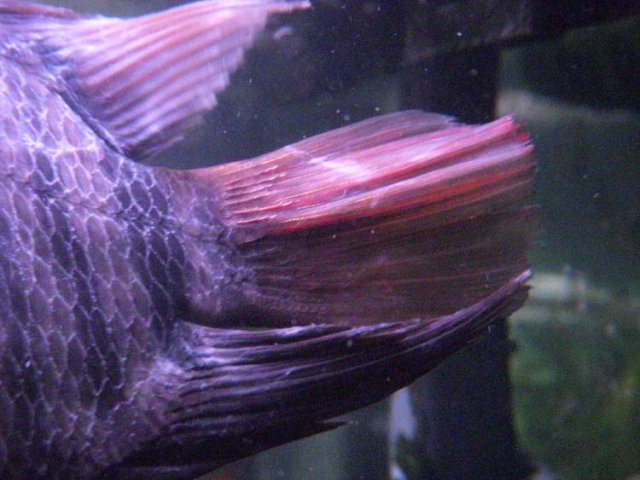 Fins tail.jpg Fins tail.jpg