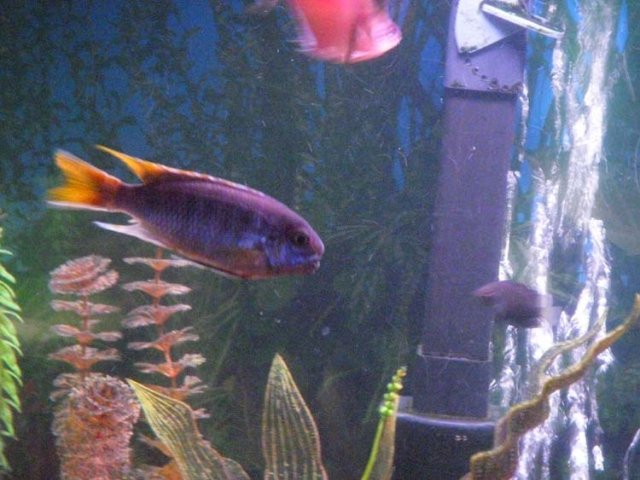 Blue Ciclid.jpg Blue Ciclid.jpg