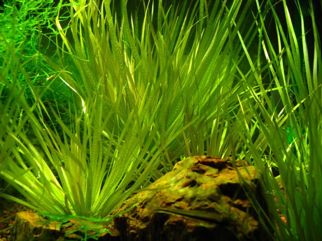 Aquarium Stuff 003.jpg