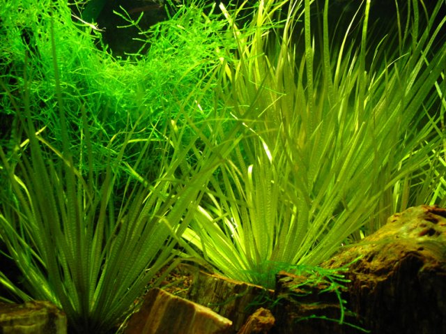 Aquarium Stuff 022.jpg