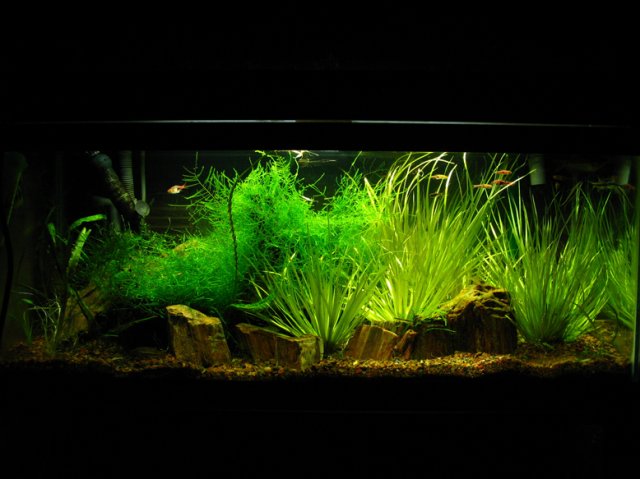 Aquarium Stuff 024.jpg