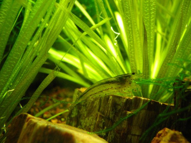 Aquarium Stuff 029.jpg Aquarium Stuff 029.jpg