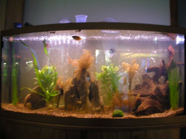 Fish tank photos 199.JPG