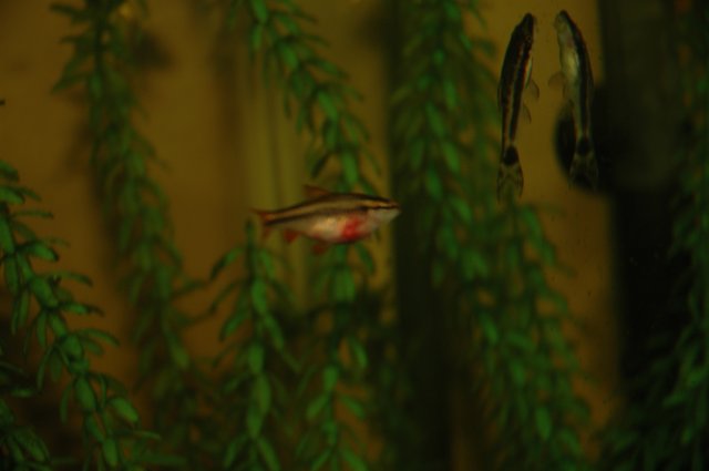 Fish 024.jpg