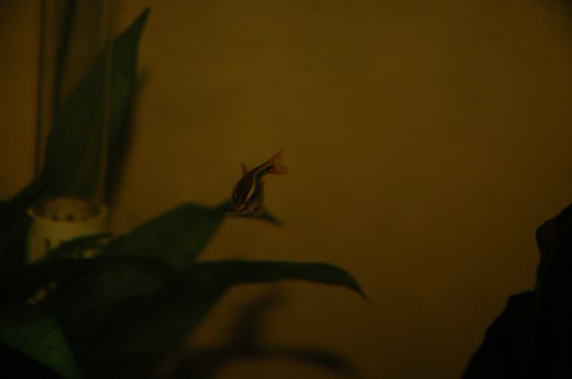 Fish 025.jpg