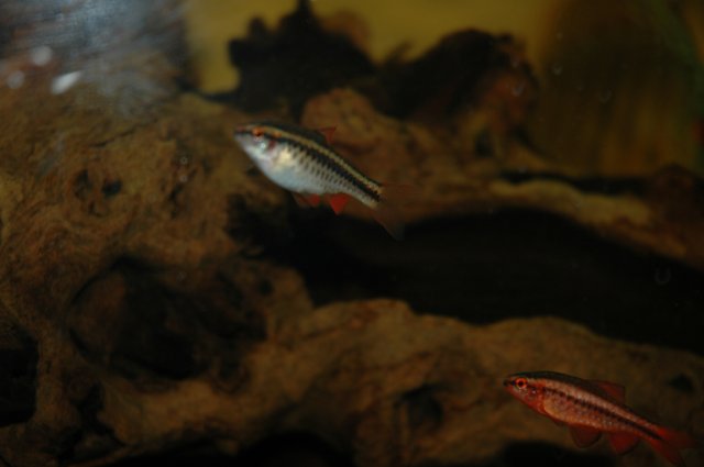 Fish 023.jpg