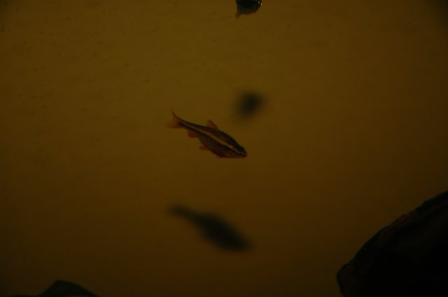 Fish 026.jpg