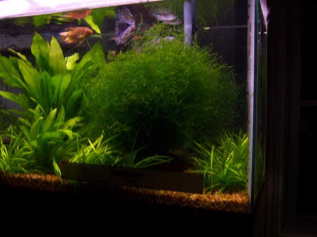 120607 Moss 001.jpg 120607 Moss 001.jpg