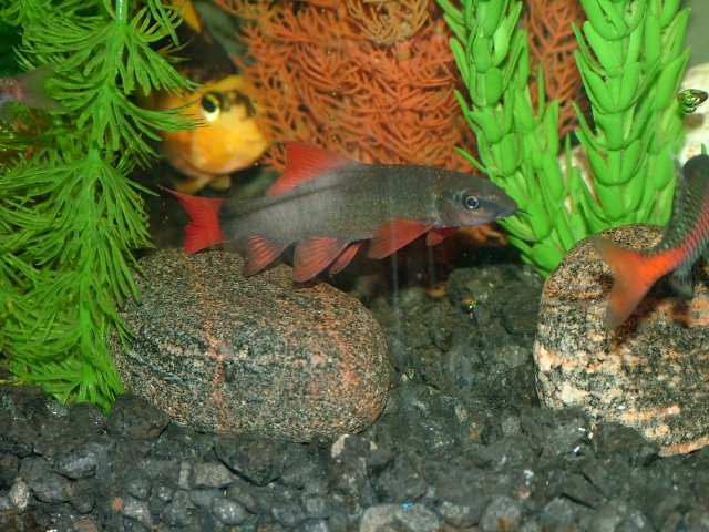 DSCF2127.JPG