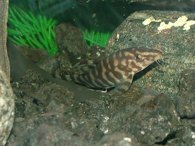 DSCF2138.JPG