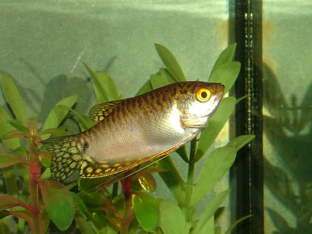 DSCF2140.JPG