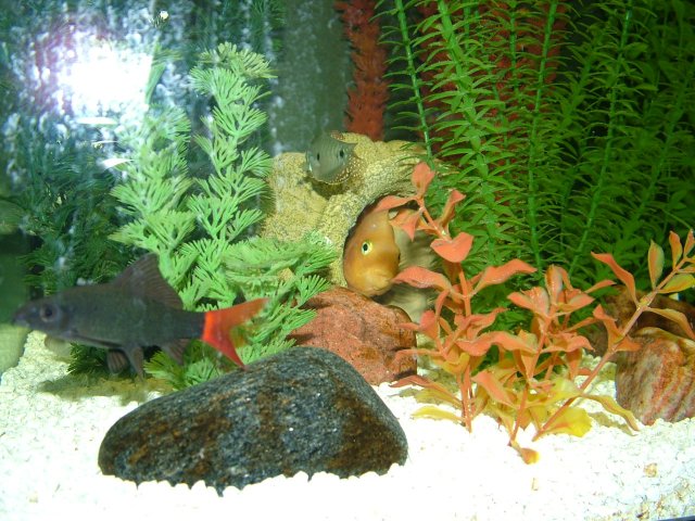 DSCF2148.JPG