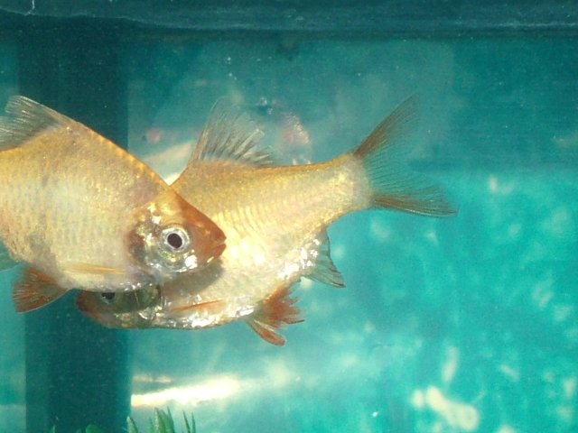 DSCF2187.JPG