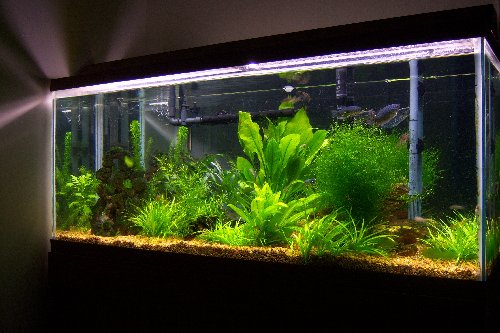 55G 006.jpg