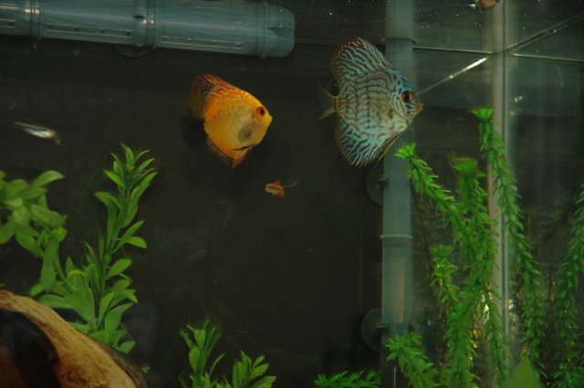 Fish 006.jpg