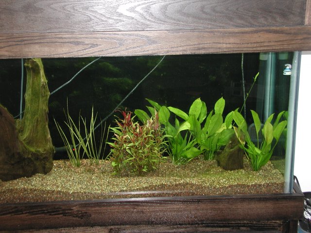 PIC00055.JPG