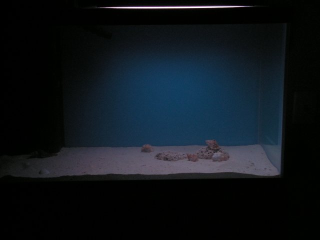 Shells 003.jpg