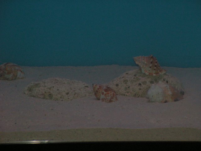 Shells 006.jpg